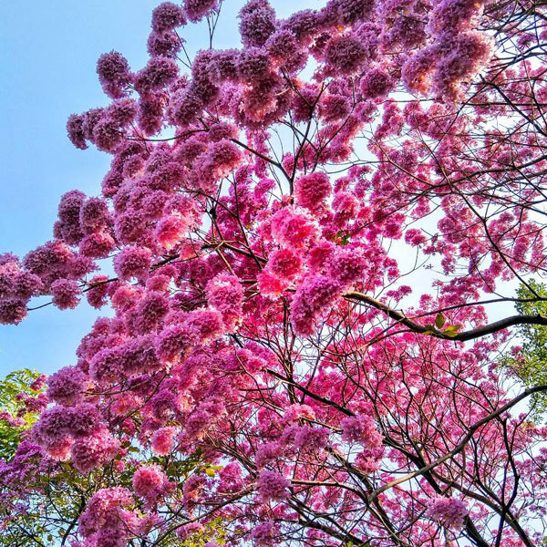 Tabebuia impetiginosa seeds/Pink tabebuia seeds 1kg