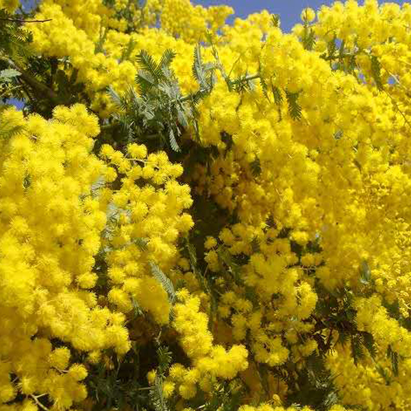 Acacia farnesiana seeds/Acacia seeds/Cassie seeds 1kg