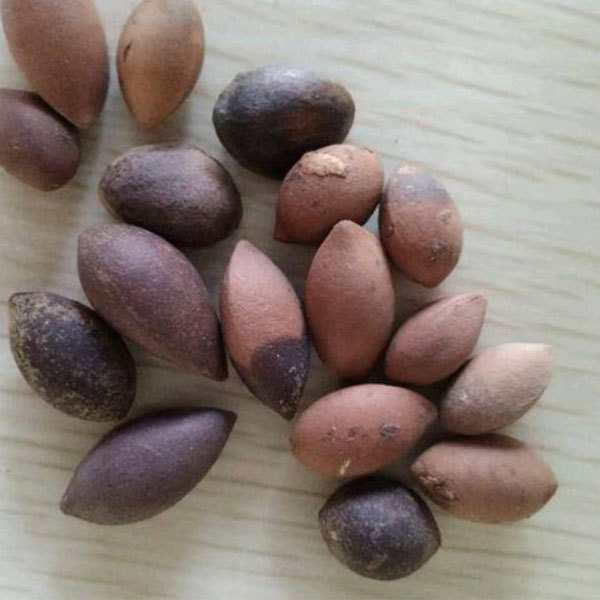 Cephalotaxus fortunei seeds/ Cephalotaxus seeds 1kg