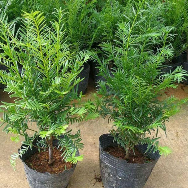 Taxus chinensis seeds 1kg