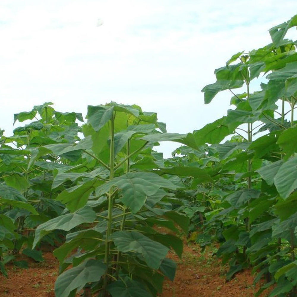 paulownia seeds 1kg
