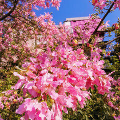 Ceiba insignis seeds/ Ceiba speciosa seeds 1kg