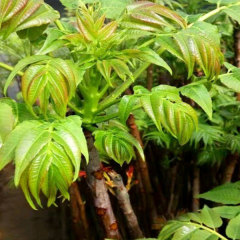 Toona sinensis seeds/Cedrela sinensis seeds