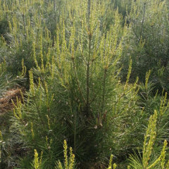 Pinus bungeana seeds/white bark pine seeds 1kg