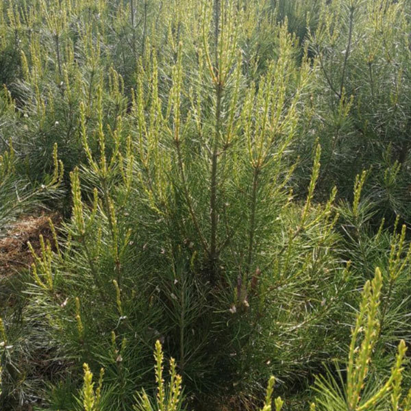 Pinus bungeana seeds/white bark pine seeds 1kg