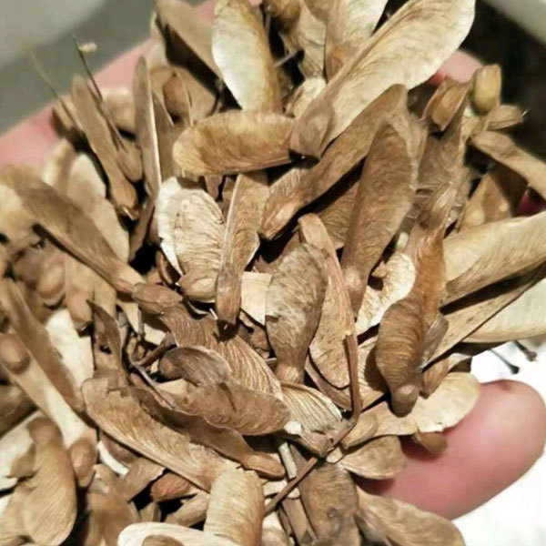Acer serrulatum seeds/Green maple seeds 1kg