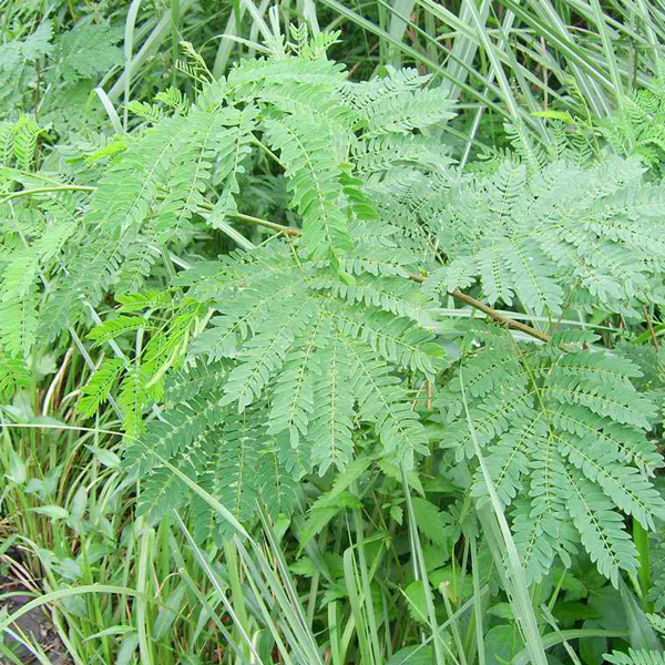 Leucaena leucocephala seeds/Leucaena seeds 1kg