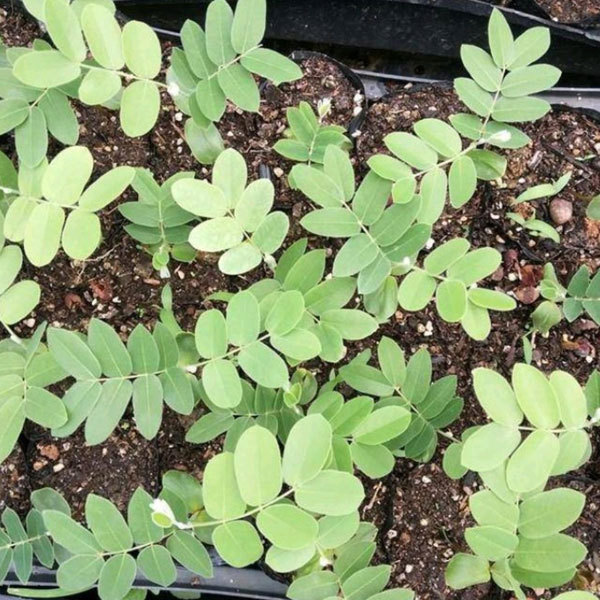 Cassia bakeriana seeds 1kg