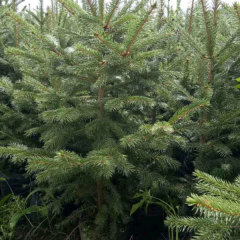 spruce seeds/dragon spruce seeds 1kg