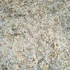 Tabebuia seeds/Yellow tabebuia seeds 1kg