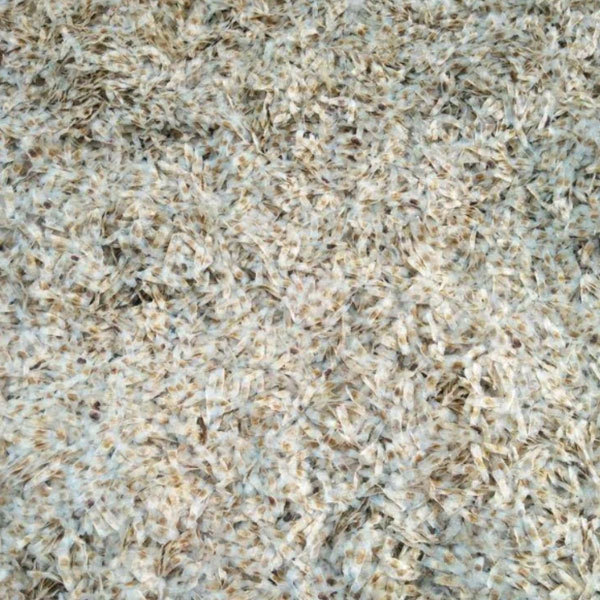 Tabebuia seeds/Yellow tabebuia seeds 1kg