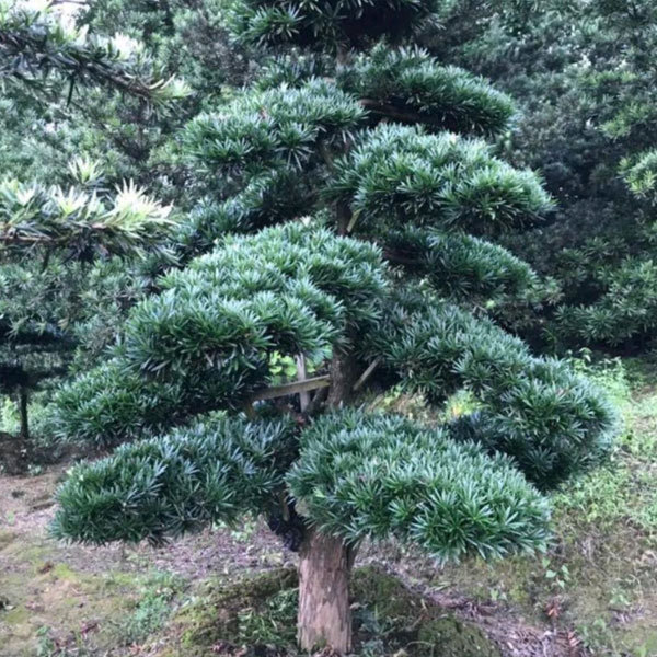 podocarpus macrophyllu seeds/yew podocarpus seeds 1kg