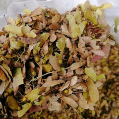 Acer buergerianum seeds/rident maple seeds 1kg