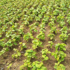 Vernicia fordii seeds/ tung tree seeds