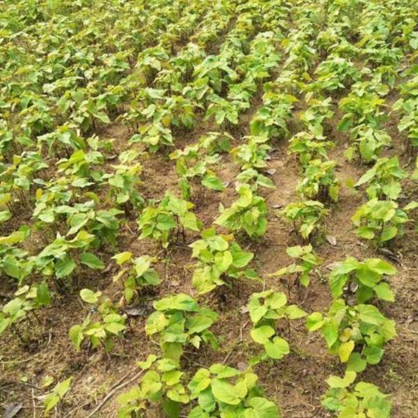 Vernicia fordii seeds/ tung tree seeds