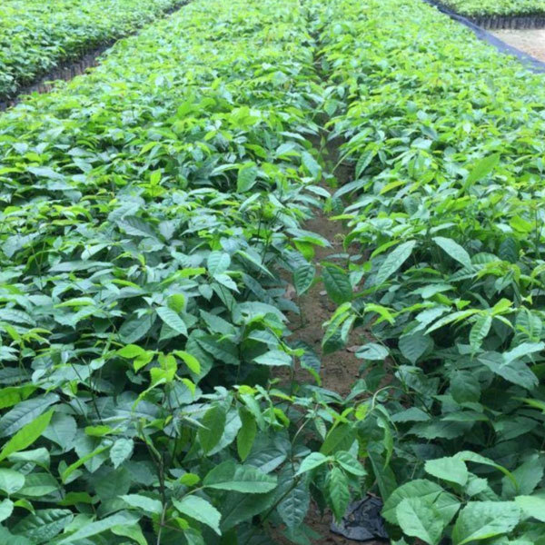 Tabebuia impetiginosa seeds/Pink tabebuia seeds 1kg