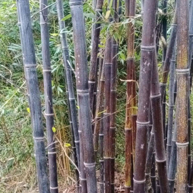 Phyllostachys nigra seeds/ Black bamboo seeds 1kg