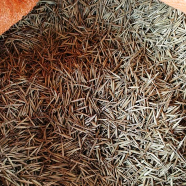 moso bamboo seeds/ Phyllostachys edulis seeds 1kg