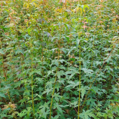 Acer palmatum seeds/Japanese maple seeds 1kg