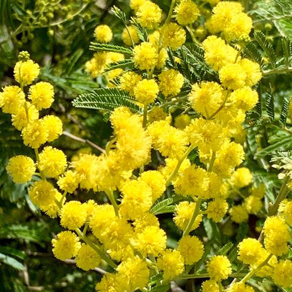 Acacia farnesiana seeds/Acacia seeds/Cassie seeds 1kg