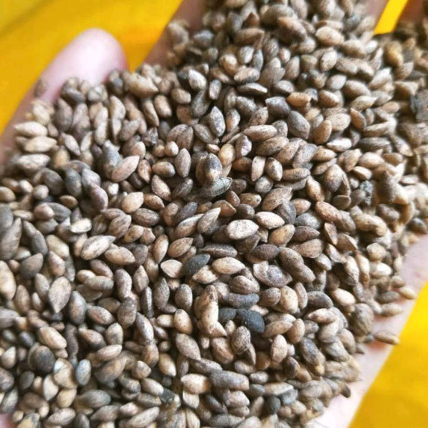 Pinus massoniana seeds 1kg