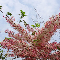 Cassia bakeriana seeds 1kg