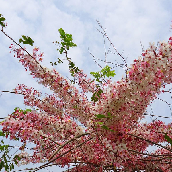 Cassia bakeriana seeds 1kg