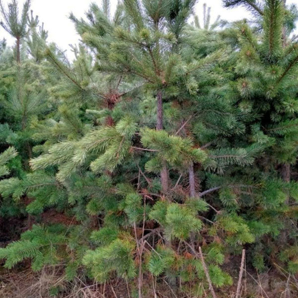 Pinus sylvestris seeds/ Pinus sylvestris var seeds 1kg