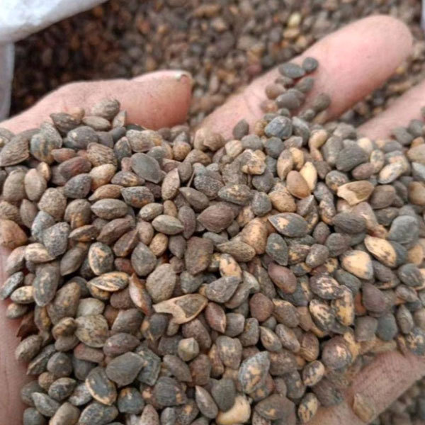 Pinus elliottii seeds/ Slash Pine seeds