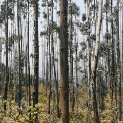 Eucalyptus globulus seeds/ Eucalyptus seeds 1kg