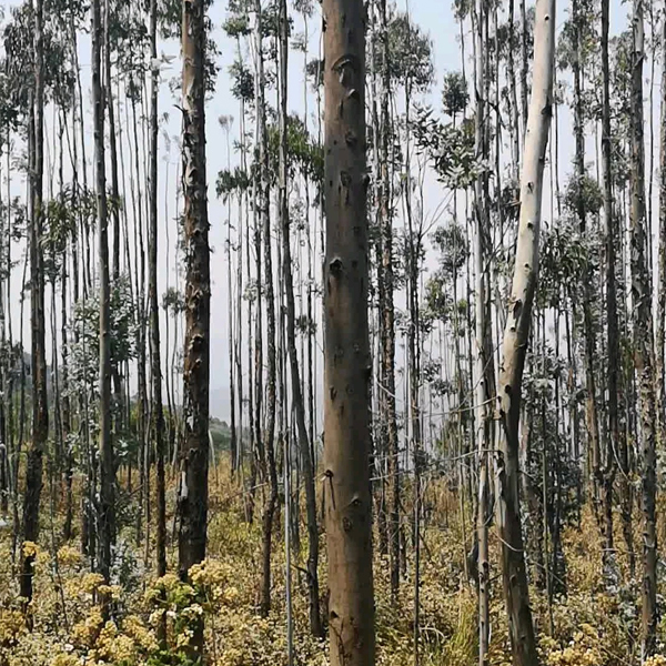 Eucalyptus globulus seeds/ Eucalyptus seeds 1kg