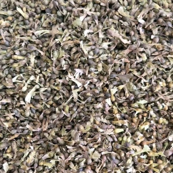 Acer palmatum seeds/Japanese maple seeds 1kg