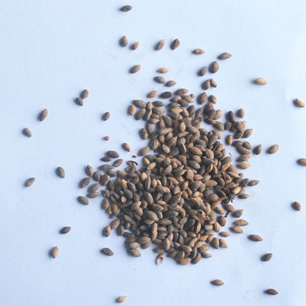 Pinus massoniana seeds 1kg