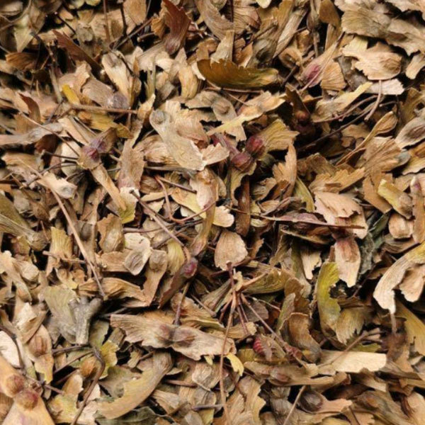 Acer palmatum Atropurpureum seeds/Red maple seeds