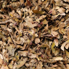 Acer palmatum Atropurpureum seeds/Red maple seeds