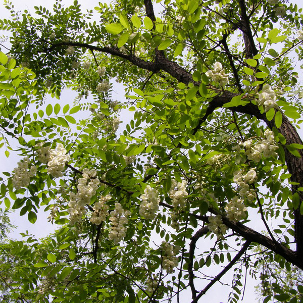Robinia pseudoacacia seeds/Robinia seeds 1kg