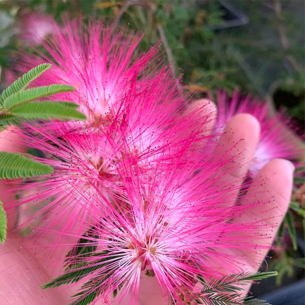 Albizia kalkora seeds/Albizia/Albizia macrophylla seeds 1kg