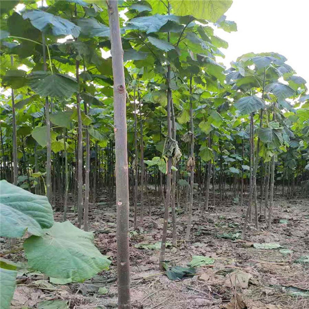 paulownia seeds 1kg