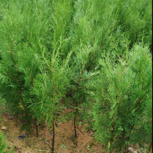 Giant cedar seeds/Platycladus orientalis seeds