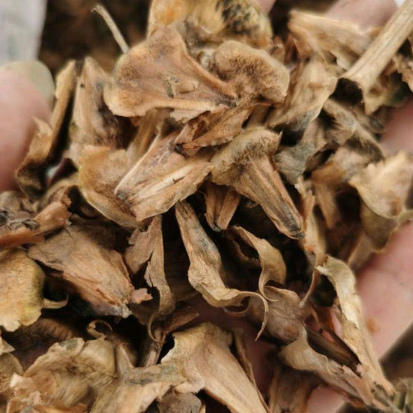 araucaria seeds/norfolk island pine seeds 1kg