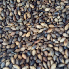 Phoebe zhennan seeds