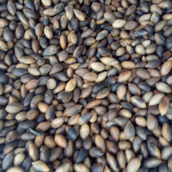 Phoebe zhennan seeds