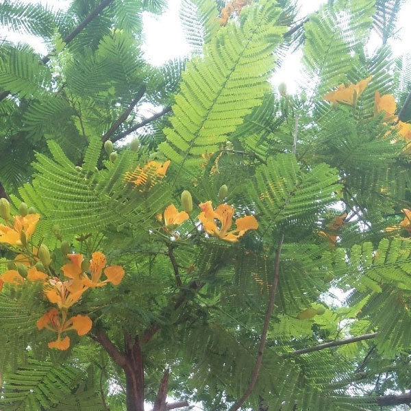 yellow Delonix regia seeds/Poinciana seeds 1kg