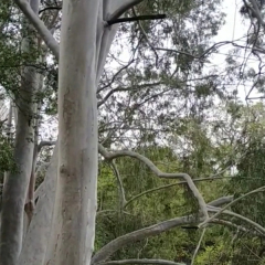 Eucalyptus citriodora seeds/Lemon Eucalyptus seeds 1kg