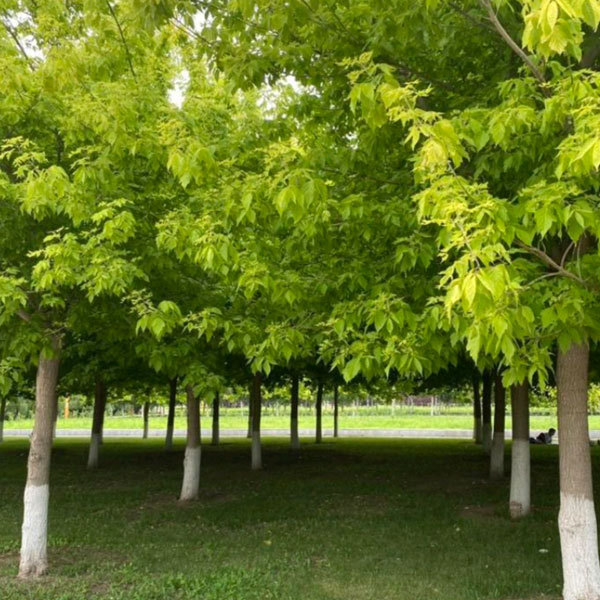 Sugar maple seeds/Acer saccharum Marsh seeds 1kg