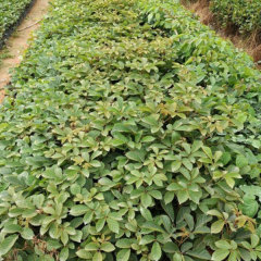 Tabebuia seeds/Yellow tabebuia seeds 1kg