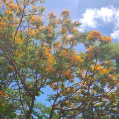 yellow Delonix regia seeds/Poinciana seeds 1kg