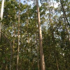 Eucalyptus robusta Smith seeds/Eucalyptus robusta seeds 1kg