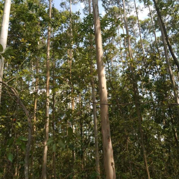 Eucalyptus robusta Smith seeds/Eucalyptus robusta seeds 1kg