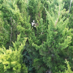 Cypress seeds/Cupressus funebris Endl seeds 1kg